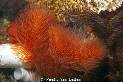 Red Fan worm by Peet J Van Eeden 